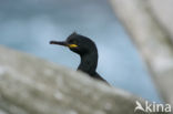 Kuifaalscholver (Phalacrocorax aristotelis)