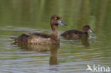 Tufted Duck (Aythya fuligula)