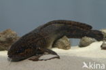 Burbot (Lota lota)