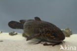 Burbot (Lota lota)