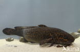 Burbot (Lota lota)