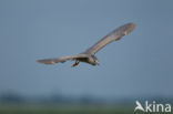 Night Heron (Nycticorax nycticorax)