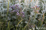 Common Sea Lavender (Limonium vulgare)