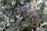 Lamsoor (Limonium vulgare)