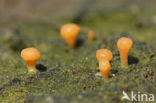 Clavulinopsis vernalis