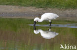 Eurasian Spoonbill (Platalea leucorodia)