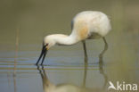 Eurasian Spoonbill (Platalea leucorodia)