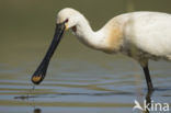 Eurasian Spoonbill (Platalea leucorodia)