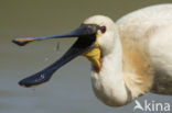 Eurasian Spoonbill (Platalea leucorodia)