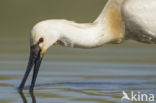 Eurasian Spoonbill (Platalea leucorodia)