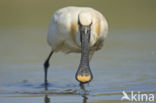 Lepelaar (Platalea leucorodia)