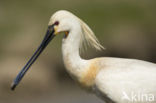 Eurasian Spoonbill (Platalea leucorodia)