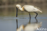 Lepelaar (Platalea leucorodia)