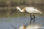 Lepelaar (Platalea leucorodia)