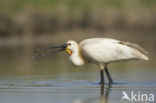 Lepelaar (Platalea leucorodia)