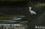 Eurasian Spoonbill (Platalea leucorodia)