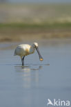 Eurasian Spoonbill (Platalea leucorodia)