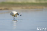 Eurasian Spoonbill (Platalea leucorodia)