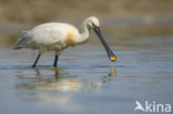 Lepelaar (Platalea leucorodia)