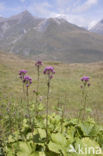 Alpine Adenostyles (Adenostyles glabra)