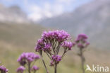 Alpine Adenostyles (Adenostyles glabra)