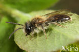 Lichte wilgenzandbij (Andrena mitis)