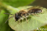 Andrena mitis