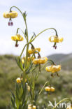 Lilium pyrenaicum