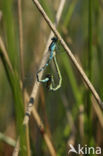 Irish Damselfly (Coenagrion lunulatum)