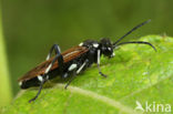 Macrophya duodecimpunctata