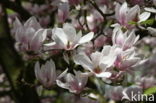 Magnolia (Magnolia spec.)