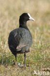 Meerkoet (Fulica atra)