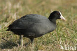 Meerkoet (Fulica atra)