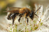 Meidoornzandbij (Andrena carantonica)