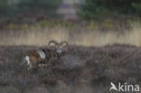 Mouflon (Ovis musimon)