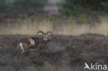 Mouflon (Ovis musimon)