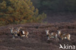 Mouflon (Ovis musimon)