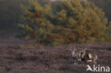 Mouflon (Ovis musimon)