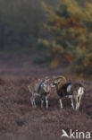 Mouflon (Ovis musimon)