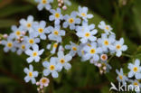 Moeras vergeet-mij-nietje (Myosotis palustris )