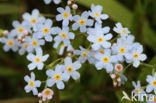 Moeras vergeet-mij-nietje (Myosotis palustris )