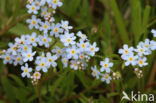 Moeras vergeet-mij-nietje (Myosotis palustris )