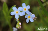 Moeras vergeet-mij-nietje (Myosotis palustris )