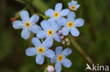 Moeras vergeet-mij-nietje (Myosotis palustris )