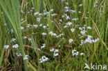 Moeras vergeet-mij-nietje (Myosotis palustris )