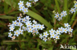 Moeras vergeet-mij-nietje (Myosotis palustris )