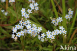 Moeras vergeet-mij-nietje (Myosotis palustris )