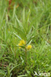 Tufted Loosestrife (Lysimachia thyrsiflora)