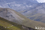 Mont Blanc de Courmayeur