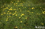 Mouse-ear Hawkweed (Hieracium pilosella)